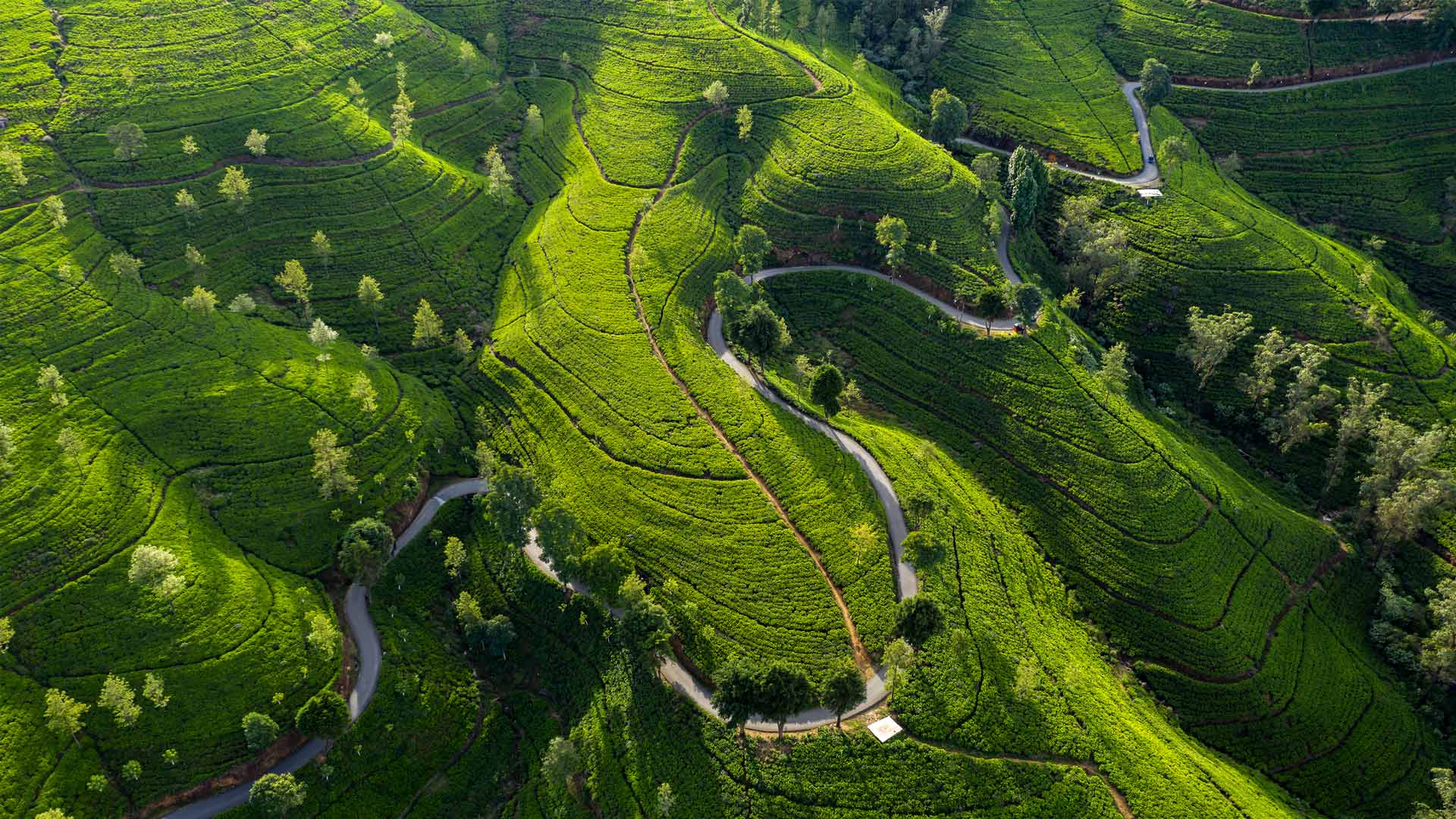 Nuwara Eliya – A Taste of England in the Tropics