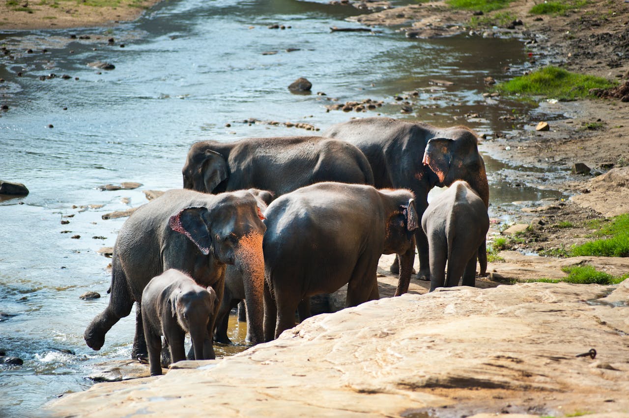 Wildlife & Safari Adventure