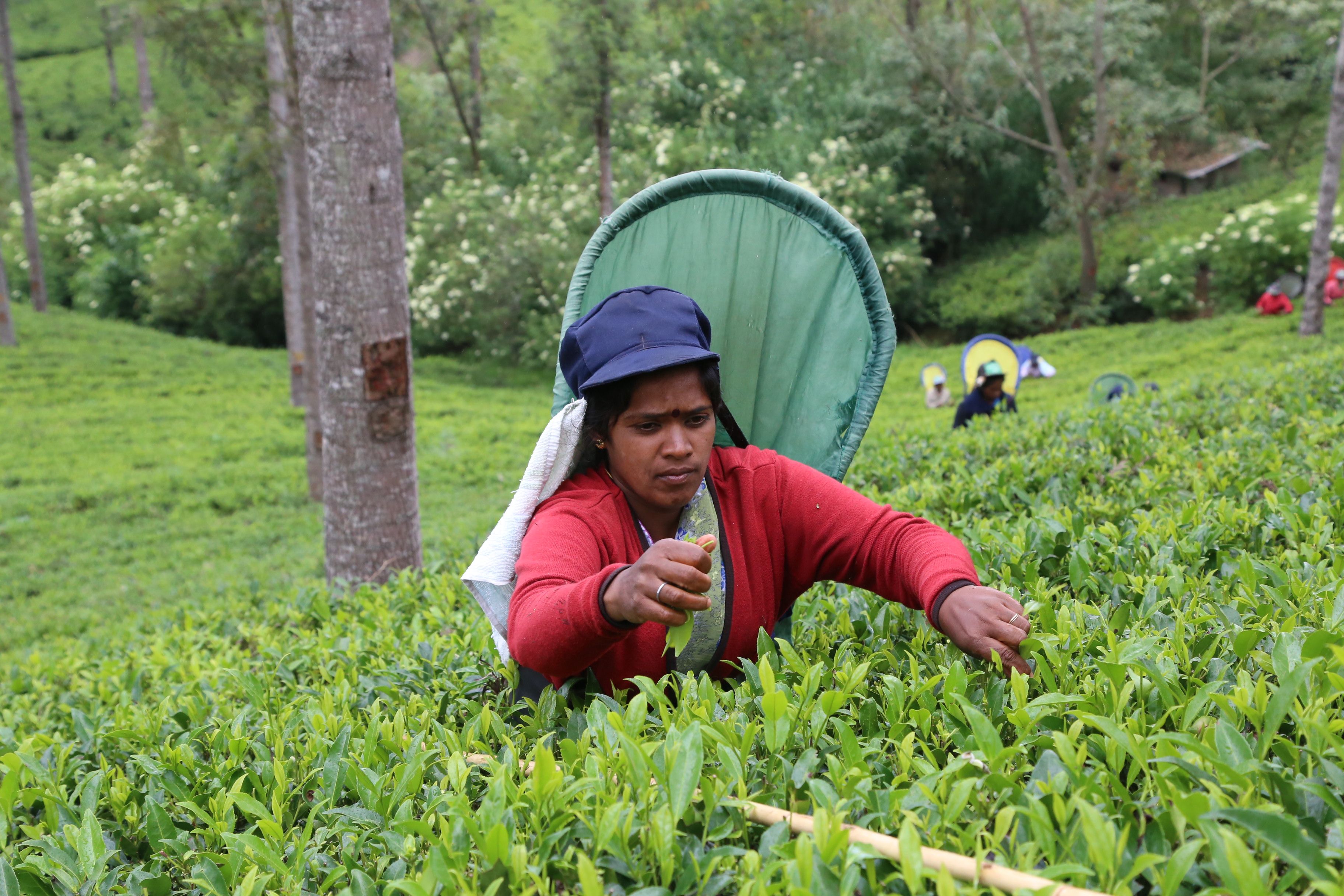 tea plucker
